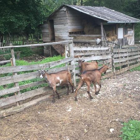 Eco Camp Dzogaska Vrela Hotel Pljevlja Kültér fotó