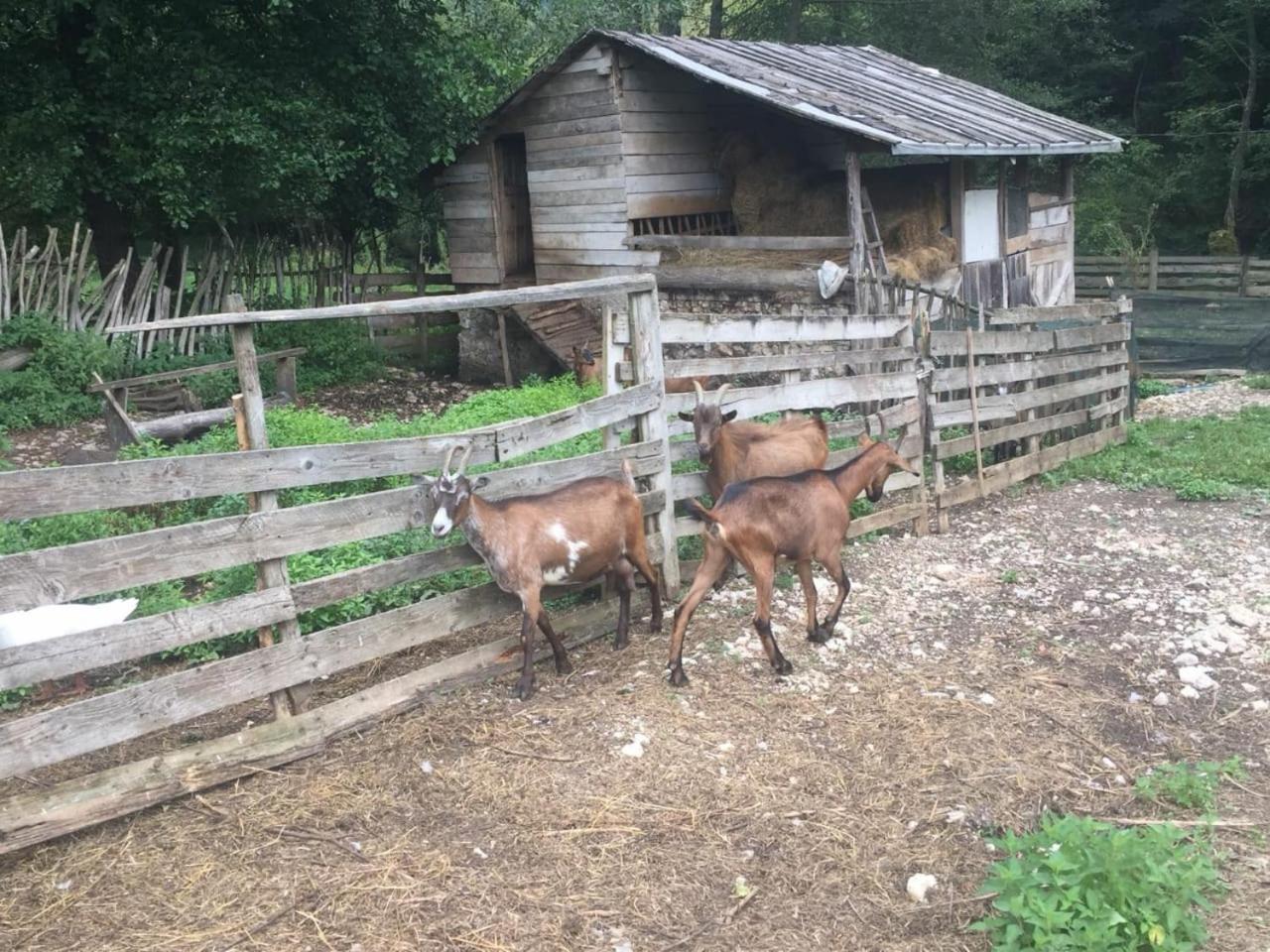 Eco Camp Dzogaska Vrela Hotel Pljevlja Kültér fotó